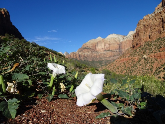 Zion National Park Utah, flowers as big as mountains!
